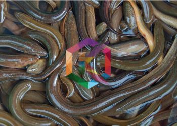 Budidaya Belut Dalam Drum, Modal Minim Untung Besar