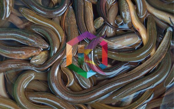 Budidaya Belut Dalam Drum, Modal Minim Untung Besar