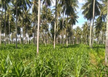 Kelapa dan Jagung Tumpangsari: Kisah Sukses Pertanian Simbiosis dari Gorontalo Menuju Pasar Ekspor Global