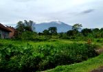 Tanah Kavling Villa Sumbersuko Asri: Harmoni Alam dan View Pegunungan yang Menawan